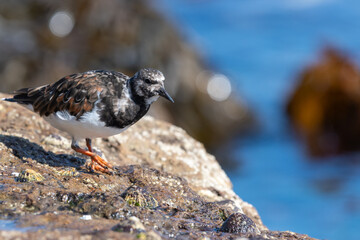 Close up of a ruddy turnstone (arenaria interpres) on a rock