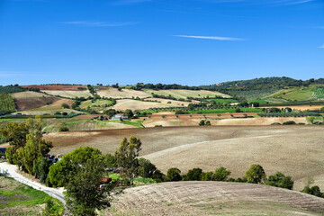 Fototapeta premium Agricultural landscape with olive and vine plantations in Tuscany