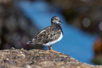 Close up of a ruddy turnstone (arenaria interpres) on a rock