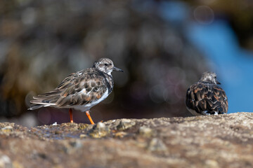 Close up of a ruddy turnstone (arenaria interpres) on a rock