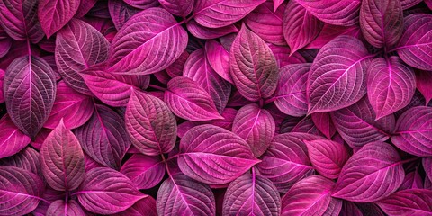 Fototapeta premium Magenta leaf pattern with soft focus effect