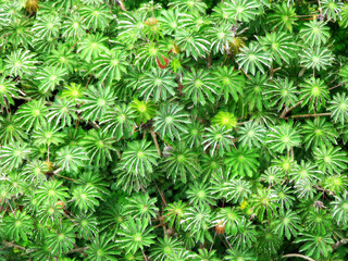 Green Texture Pattern Nature Background Tropical Treetops Hawaiian Tree Canopy Cecropia Leaves