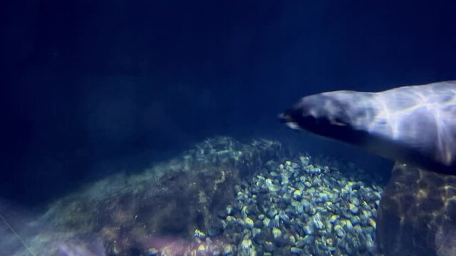 Seal swimming fast and gracefully in blue aquarium water of oceanarium