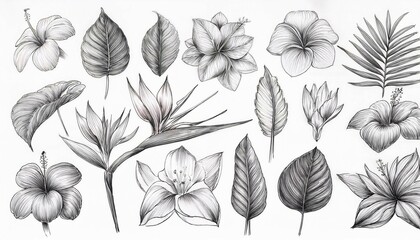 black and white flowers