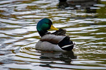 Bunte Ente auf dem Wasser