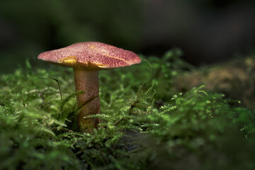Plums and custard fungi emerging from moss