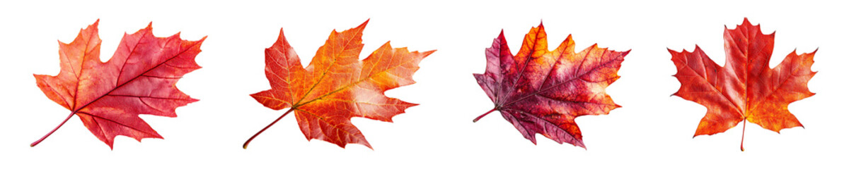 Fototapeta premium Set, collection of Red maple leaf as an autumn symbol isolated on transparent background