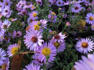 Fototapeta premium Close-up view of vibrant purple flowers in full bloom with a bee gathering nectar. The delicate petals and bright colors create a striking contrast, highlighting the beauty of nature and the important