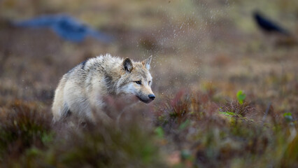 Young grey wolf (Canis lupus) in autumn