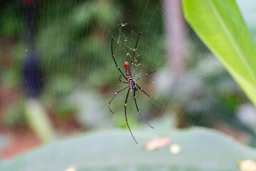 Female Giant Golden Orbweaver Spider (Nephila Pilipes, Giant Wood Spider, Northern Golden Orb Weaver) Ventral Side in web, found at Fort Canning Park, Singapore.