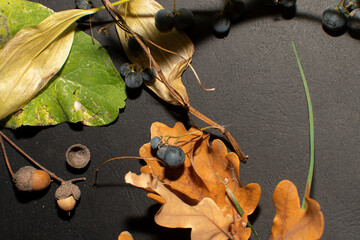 Autumn still life with a Berries of a Solomon’s seal, green leaf of burdock and fall oak leaves...