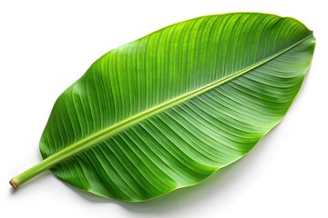 Macro close-up of a single green banana leaf isolated on a white background with clipping path