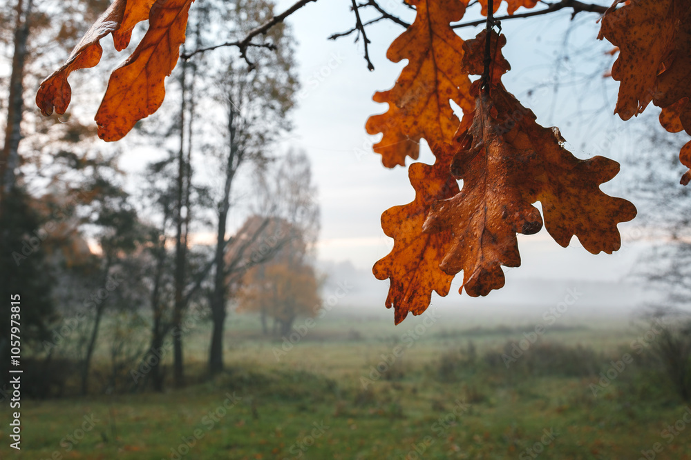 Poster a autumn leafy tree branch with a leaf on it. the leaf is orange and the branch is green
