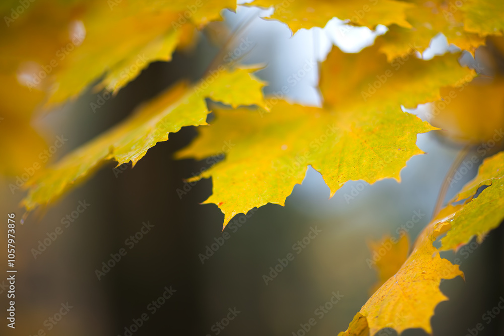 Poster a autumn leafy tree branch with a few leaves on it. the leaves are yellow and have a wet look to the