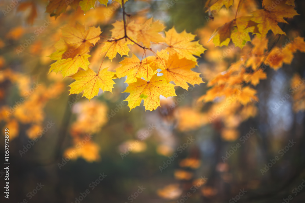 Poster a autumn tree with a leafy branch in the foreground and a leafy branch in the background. the leaves