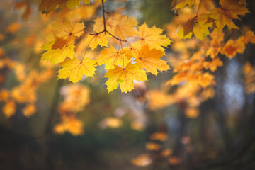 A autumn tree with a leafy branch in the foreground and a leafy branch in the background. The leaves are orange and the sun is shining on them
