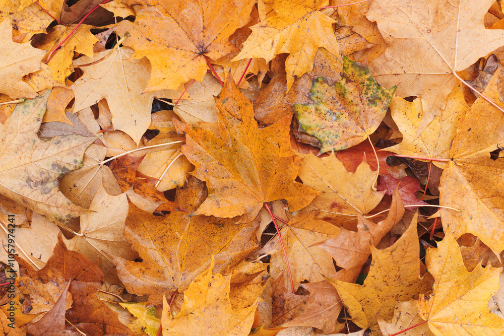 Poster a autumn leaf is on top of a pile of yellow leaves. the leaf is brown and has a pointy tip. the pile