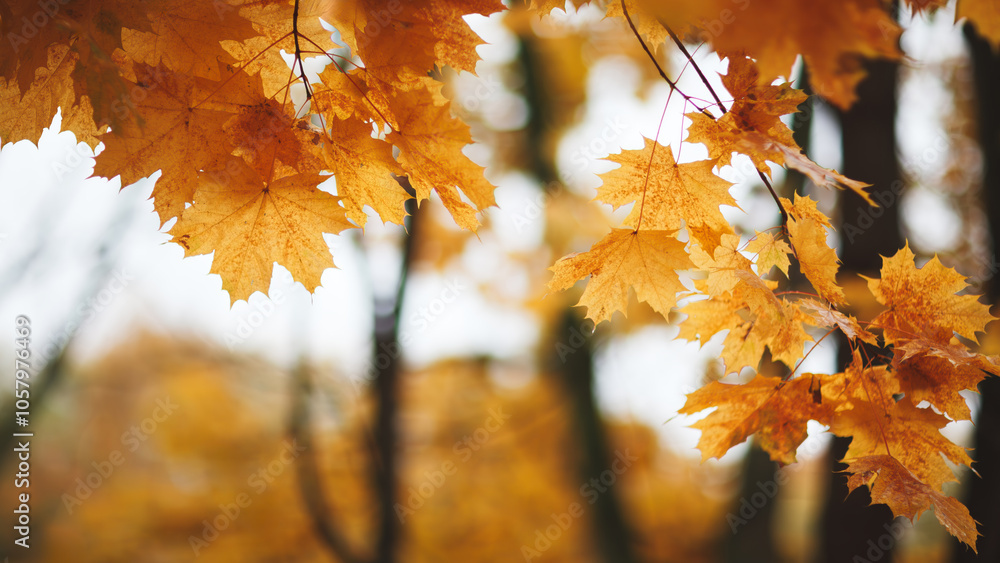 Aufkleber A autumn tree with leaves that are orange and yellow. The leaves are scattered throughout the tree, with some falling to the ground. The tree appears to be in a forest or wooded area