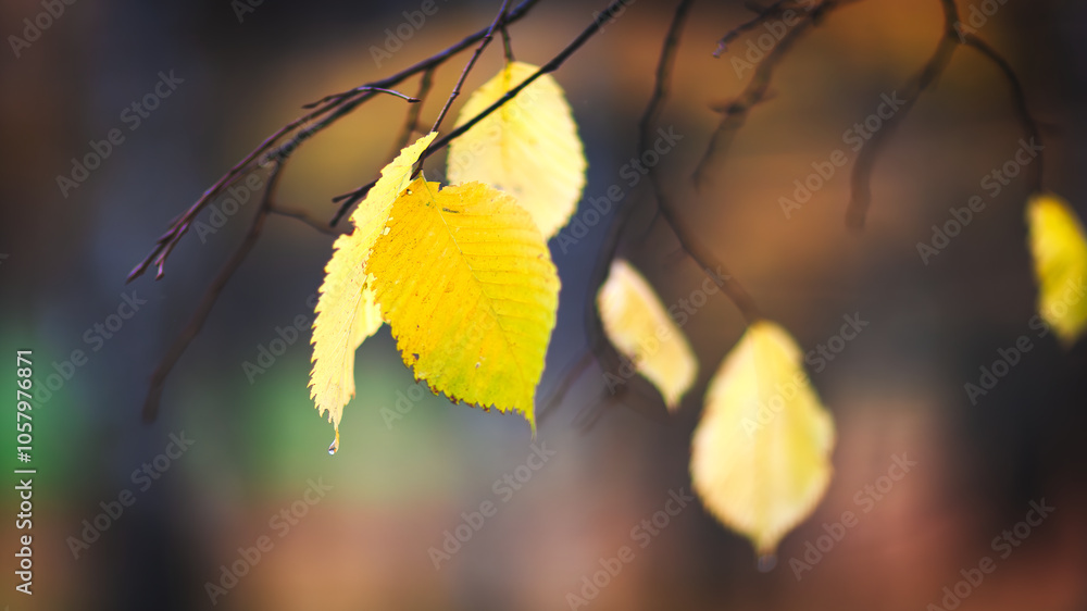 Poster a autumn leaf is hanging from a tree branch. the leaf is yellow and has a few drops of water on it