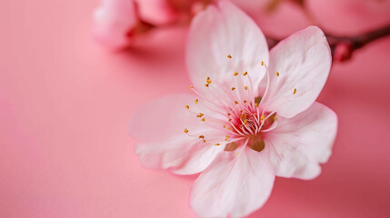 Delicate and beautiful pink cherry blossom flower in full bloom on a soft pink background.