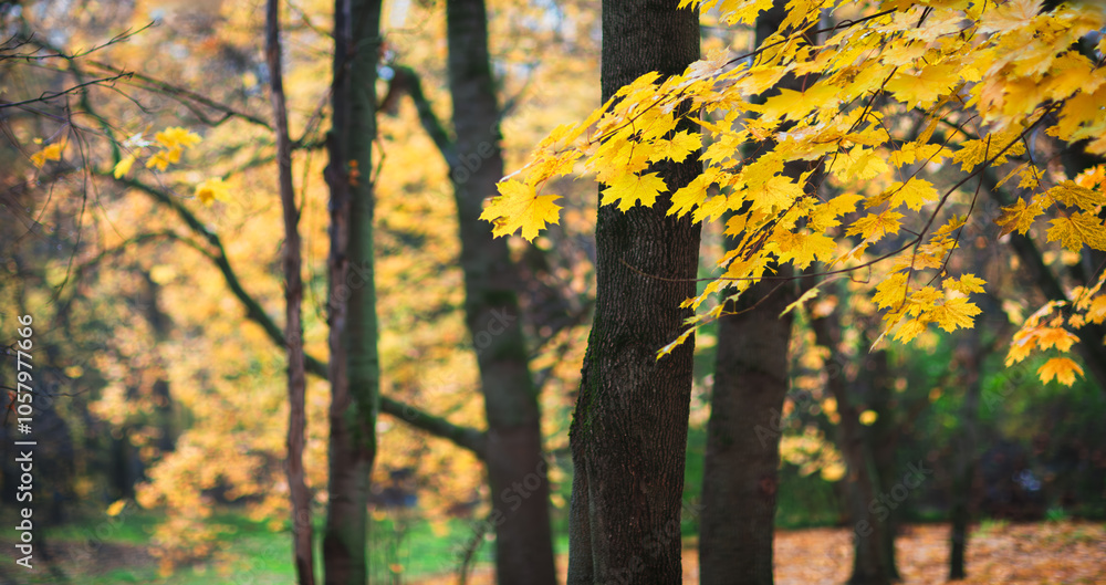 Poster a autumn tree with yellow leaves is in the foreground of a forest. the leaves are falling from the t