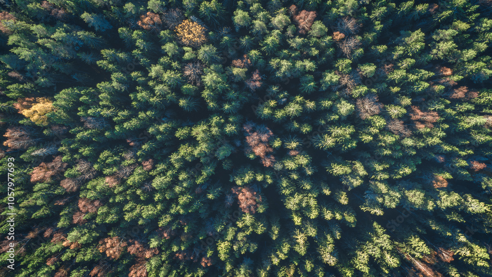 Aufkleber aerial autumn forest with many trees and leaves on the ground. the leaves are yellow green and brown