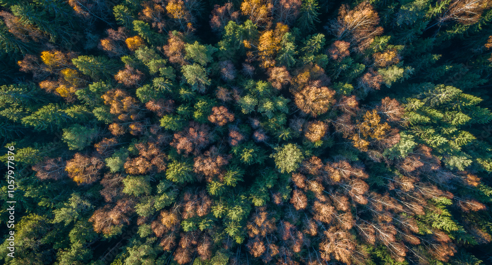 Poster aerial autumn forest with many trees and leaves on the ground. the leaves are yellow green and brown