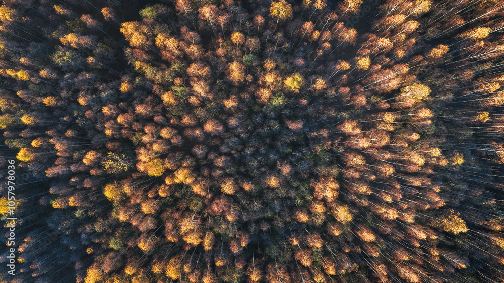 Poster aerial autumn forest with many trees and leaves on the ground. the leaves are yellow and brown. the 