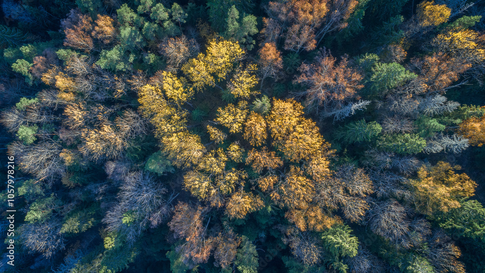 Poster aerial autumn forest with many trees and leaves on the ground. the leaves are yellow and brown. the 