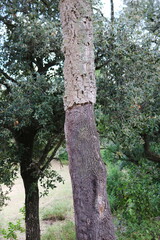 A cork oak tree stands proudly with its bark partially harvested