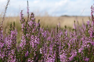 wild Europe heath flower, heathland