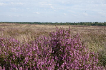 wild Europe heath flower, heathland