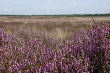 wild Europe heath flower, heathland