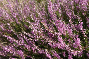 wild Europe heath flower, heathland