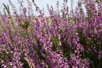 wild Europe heath flower, heathland