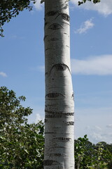 Birch Tree