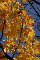 autumn leaves against blue sky