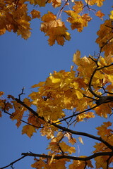 autumn leaves against blue sky