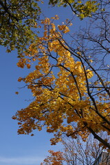 autumn leaves against blue sky