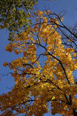 autumn leaves against blue sky