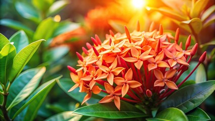 Medium shot of Asoka flower Ixora Chinensis with abundant morning sunlight