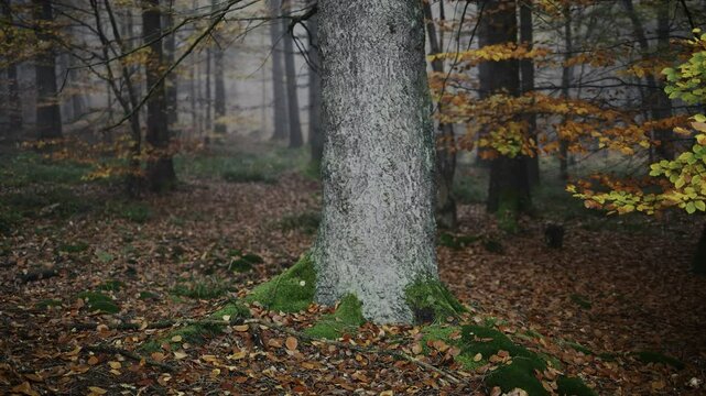 dunkel, wald, baum, natur, herbst, baum, holz, holz, landschaft, park, green, blatt, fall, f&ouml;hre, blatt, wald, jahreszeit, fr&uuml;hling, ausserhalb, gras, laub, bahn, road, sonnenlicht, sommer, nebel