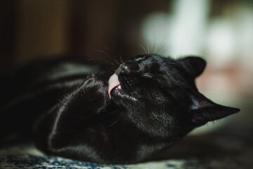 This is a close-up portrait of a sleek black cat with piercing yellow-green eyes, caught mid-lick as it grooms itself.