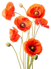 Fototapeta premium PNG Poppies flower plant nature.