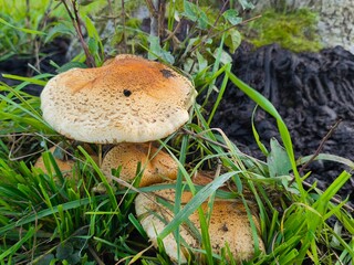 Mushrooms on the trunk of an old apple tree