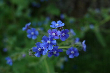 forget me not