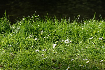 grass and flowers