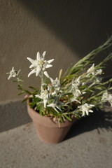 Edelweiss