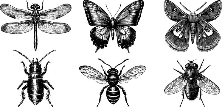 
Vector set of insect illustrations wasp, bee, housefly, dragonfly, moth, butterfly and termite. Vintage black outline sketches with engraved texture.
