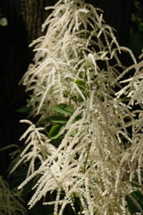 Astilbe